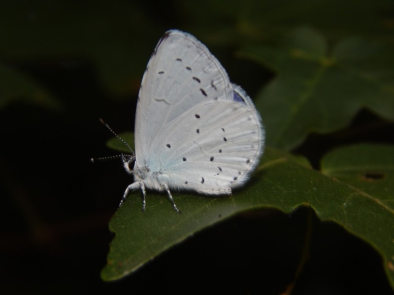 Lycaenidae